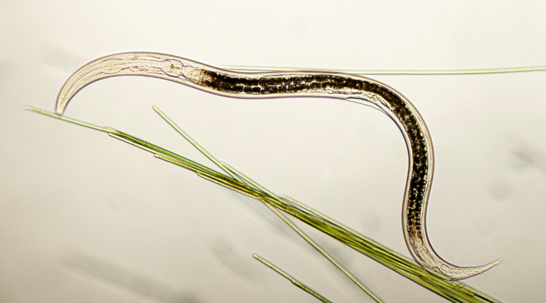 Signs of Nematode Damage and How to Keep your Plants and Turf Protecte