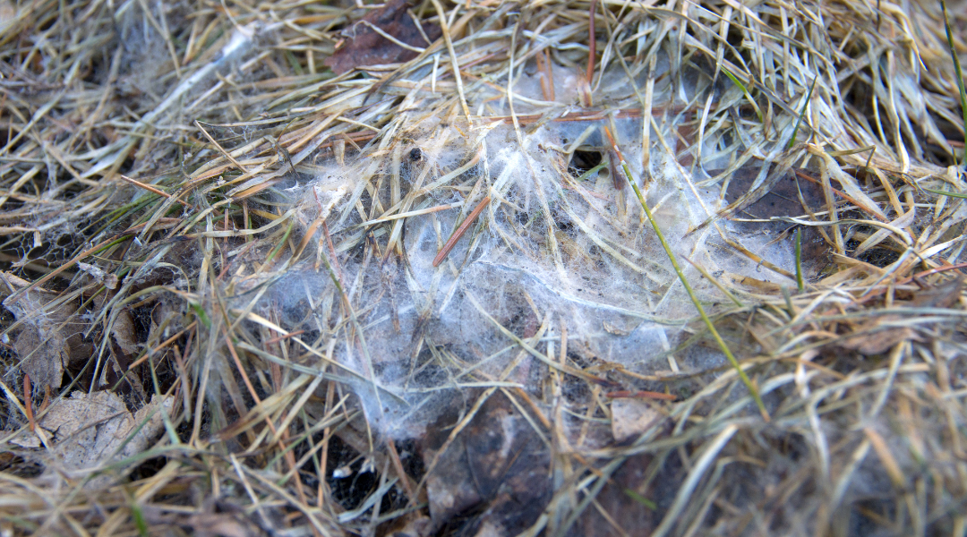 Snow Won't Melt? Maybe It's Snow Mold