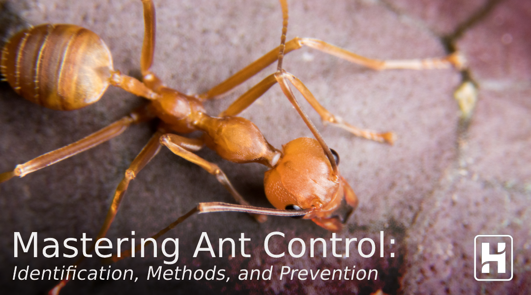 Ant Handler Mastering Ant Control: Identification, Methods, and Prevention