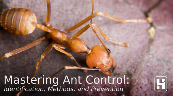 Mastering Ant Control: Identification, Methods, and Prevention
