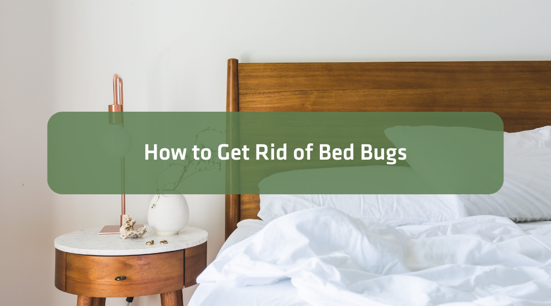 Bed Bug Control: How to Get Rid of Bed Bugs