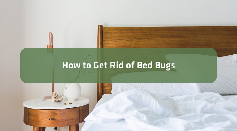 Getting Rid of Bed Bugs