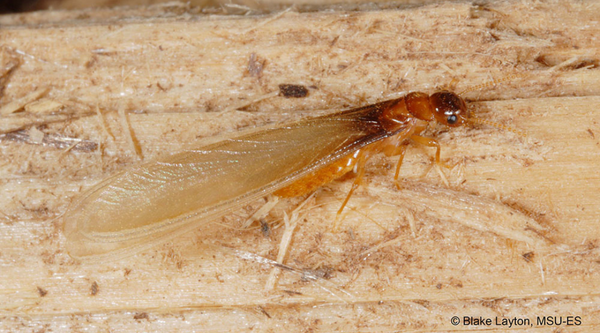 Termite Time: Tackling Termite Infestations and Best Practices for Control