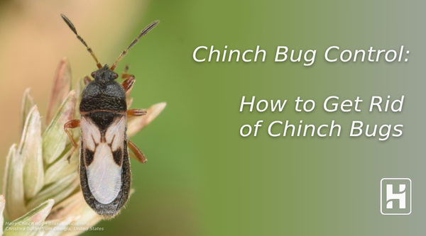 Chinch Bug Control: How to Get Rid of Chinch Bugs