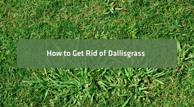 How to get rid of Dallisgrass