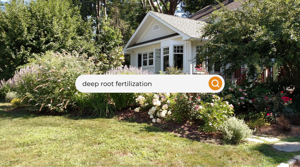 Deep Root Feeding Your Trees and Plants