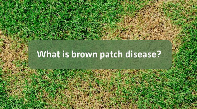 Turfgrass with brown patch disease