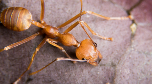 How To Kill and Control Fire Ants in Your Lawn