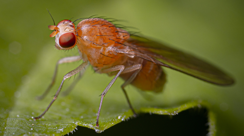 Get Rid of Fruit Flies Drain Flies and Fungus Gnats