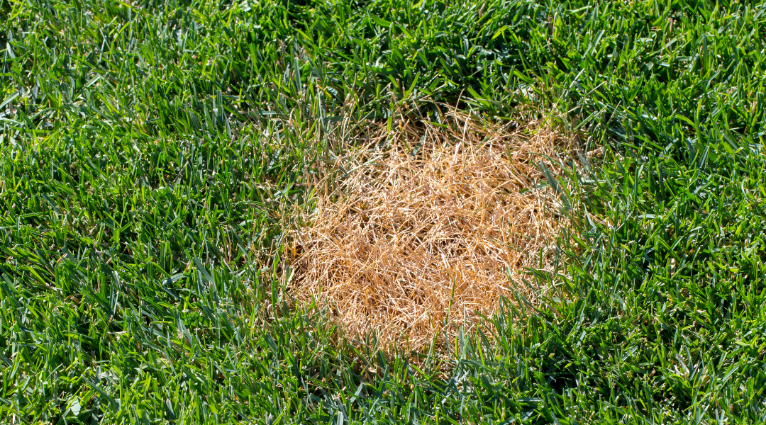 The Best Ways to Protect Turf and Plants from Fungal Diseases