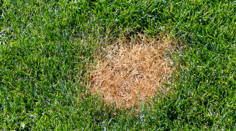 dead patch of grass