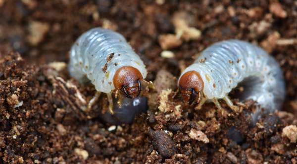 3 Tips to Control Lawn Grubs