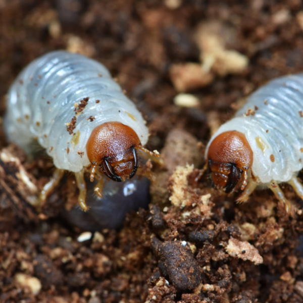 Grub Control - Effective Tips for Pest Prevention