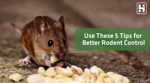 Use These 5 Tips for Better Rodent Control
