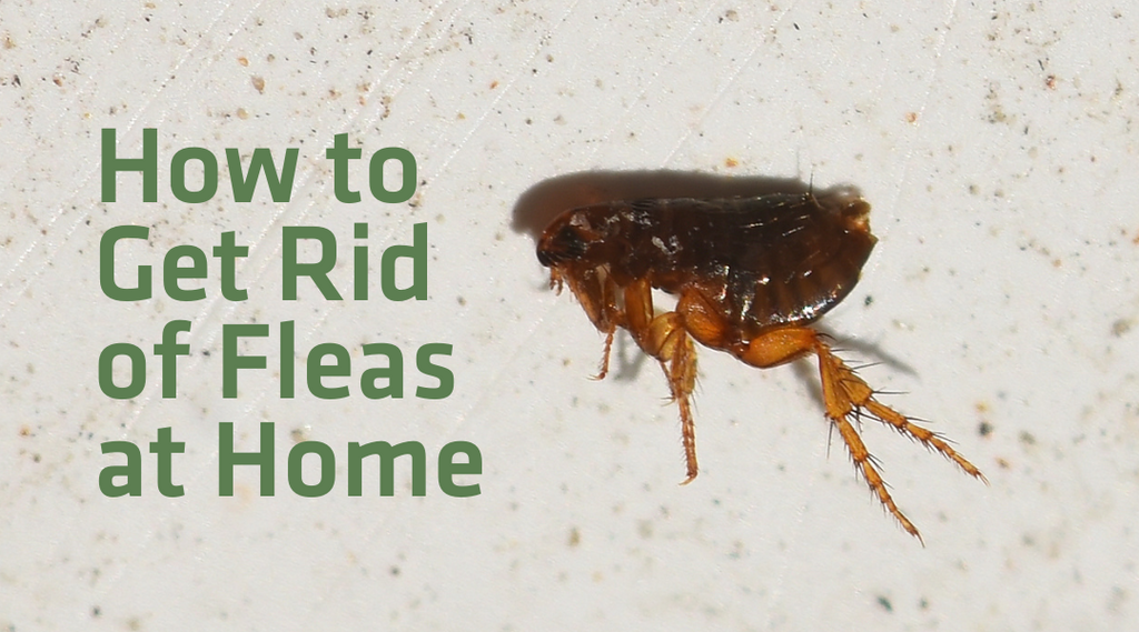 How to Get Rid of Fleas in House: Easy, Effective Solutions