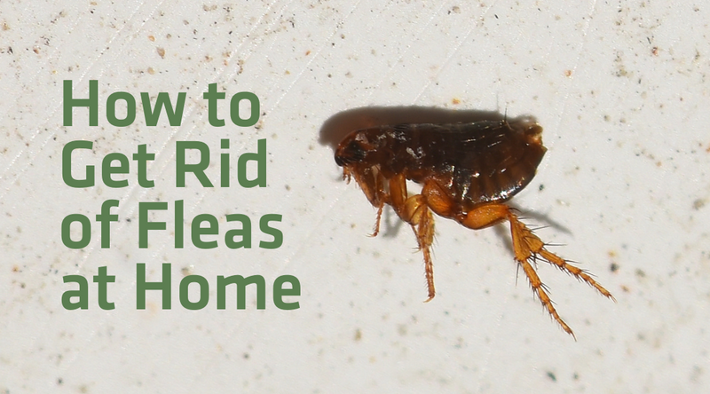 How to Get Rid of Fleas at Home