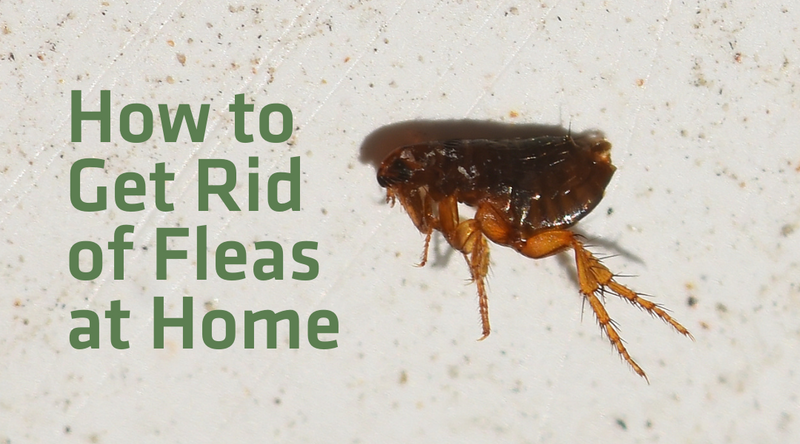 Best way to top treat home for fleas