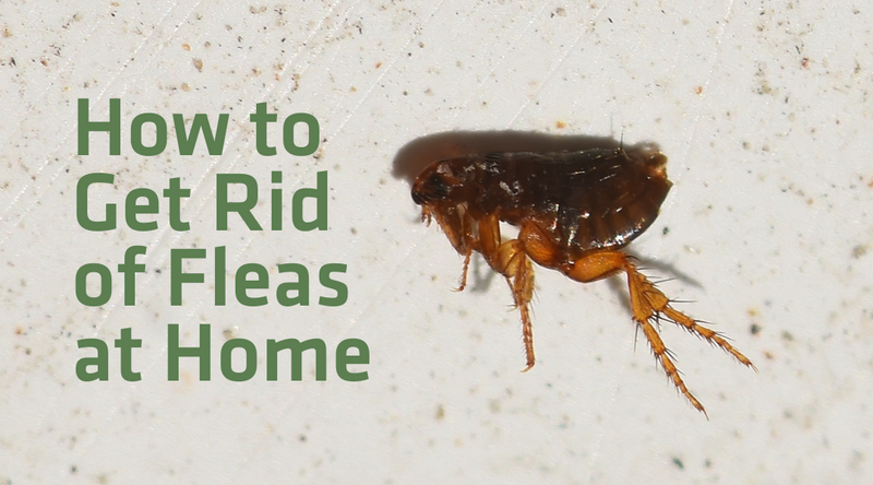 How To Get Rid Of Fleas At Home