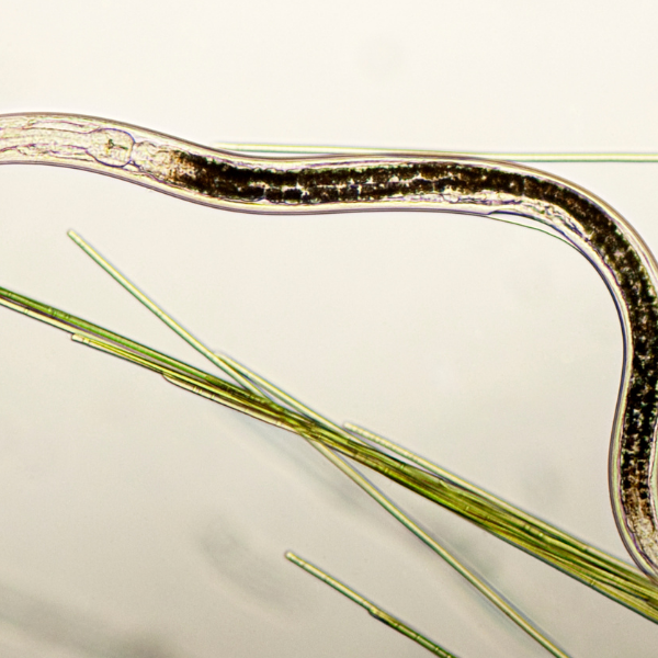 Dematode Nematode Mae