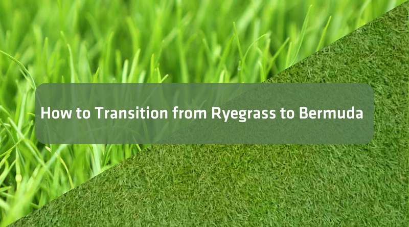 How to transition from Ryegrass to Bermuda
