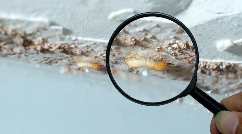 Termites under magnifying glass