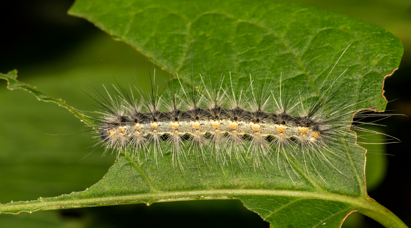 How to Stop Fall Webworm Damage to Your Trees