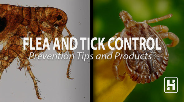 Flea and Tick Control: Prevention Tips and Products