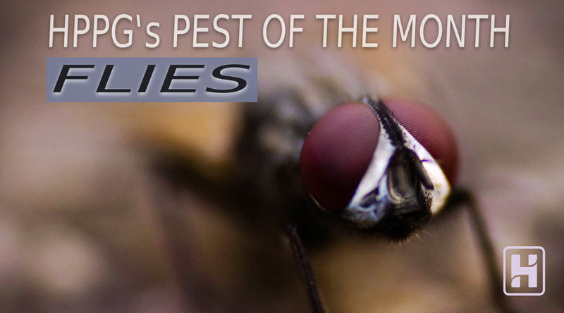 HPPG Pest of the Month: Flies