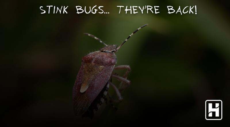 Stink Bug Control: How To Get Rid Of Stink Bugs