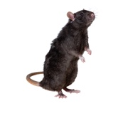 Rodent Control Products